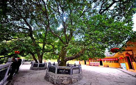 杨梅古寨（导游解说片）