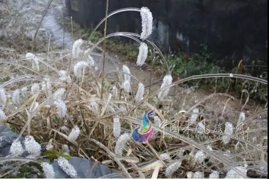 杨梅古寨—满地霜华浓似雪