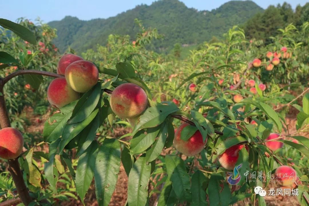 7月21日杨梅古寨，千亩鲜桃任你采，桃树林里歌舞行