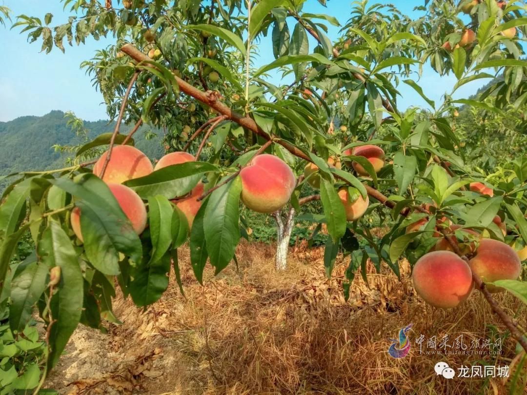 7月21日杨梅古寨，千亩鲜桃任你采，桃树林里歌舞行
